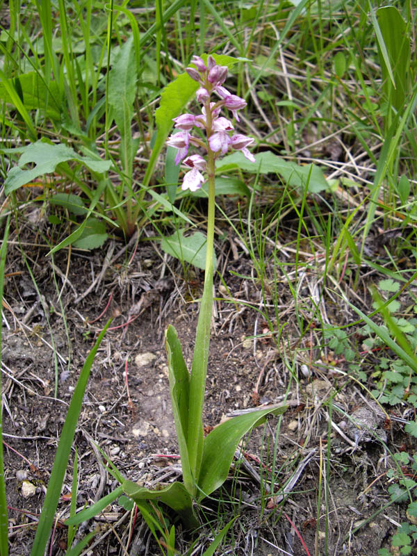 Orchis purpurea